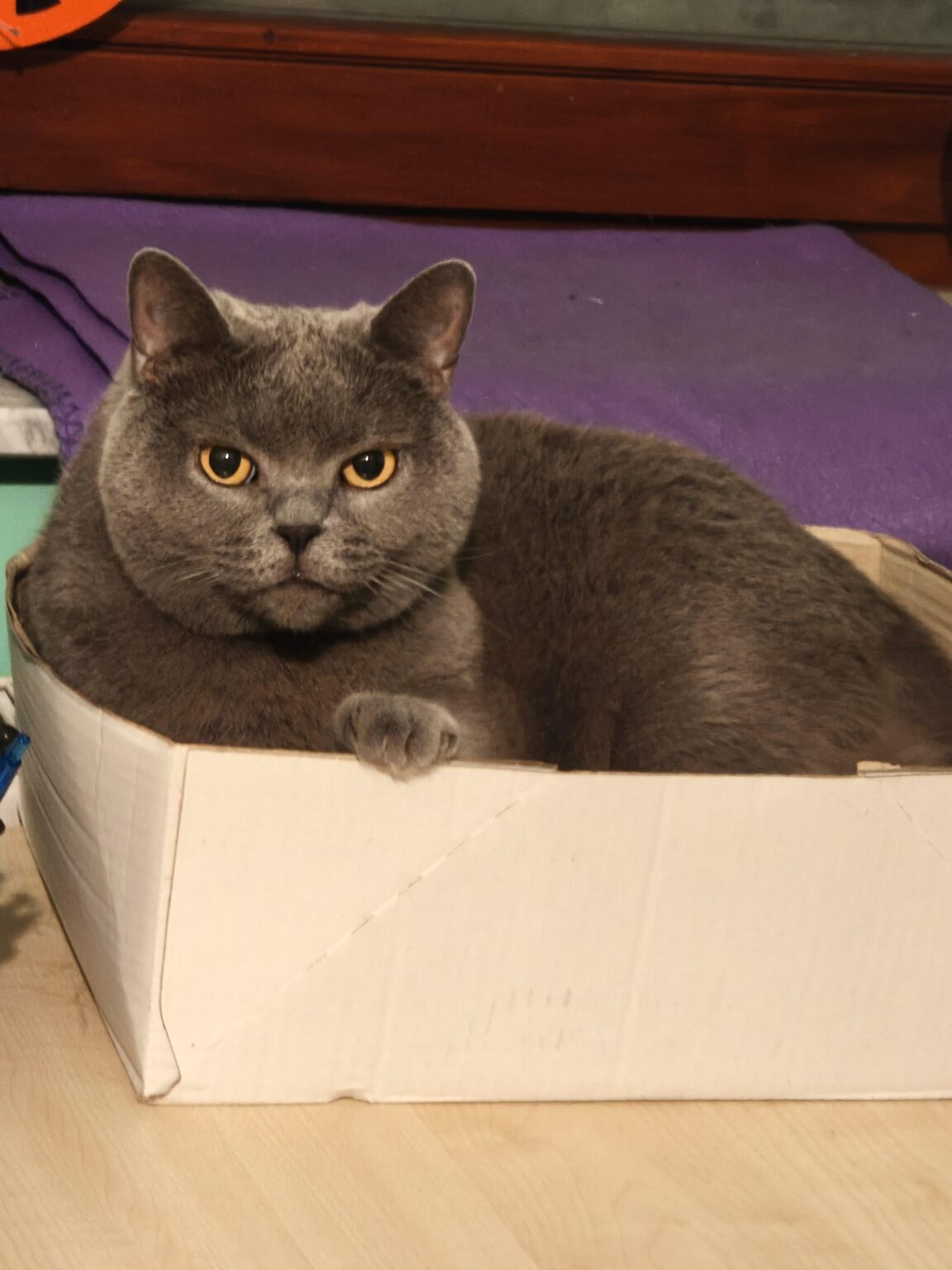 キャットボット