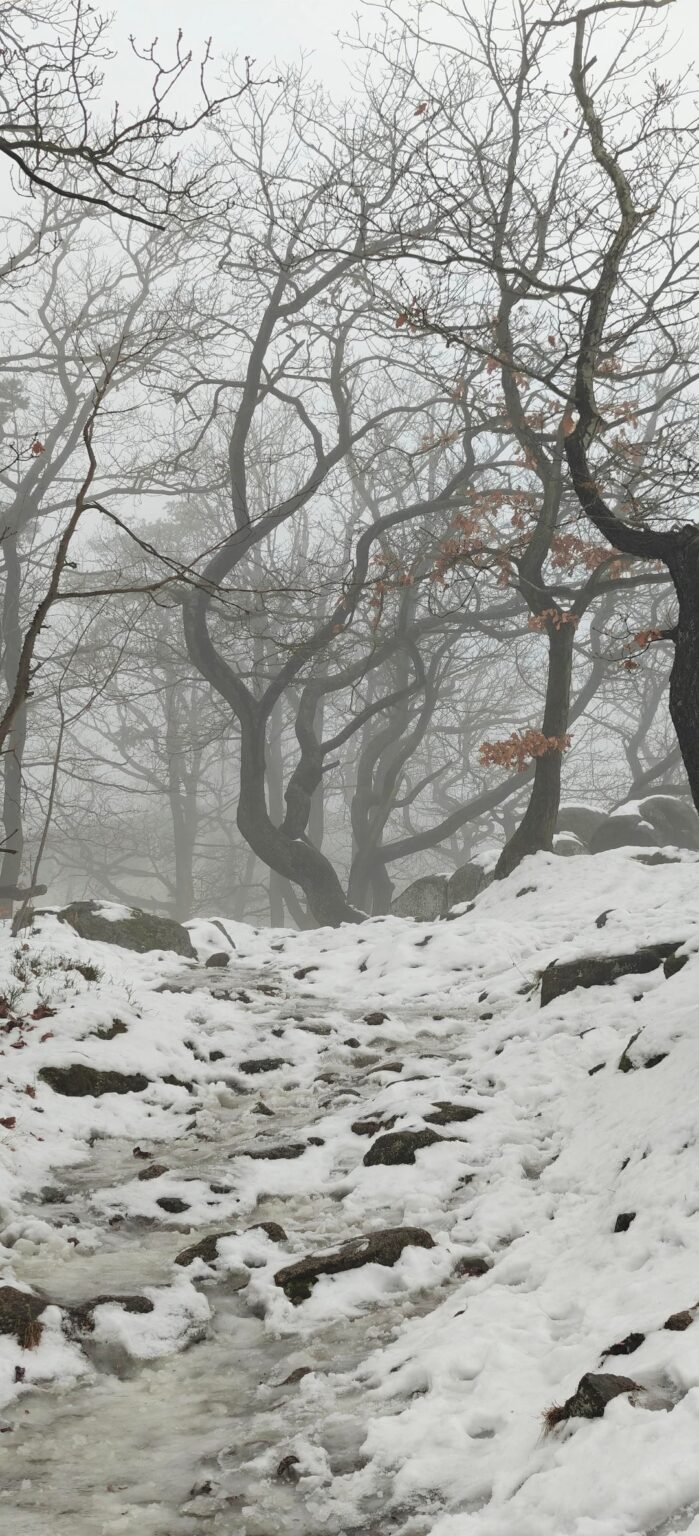ヘクセンタンツ広場 (ターレ) の霧深い森は、神秘的な民間伝承をさらに深めます。