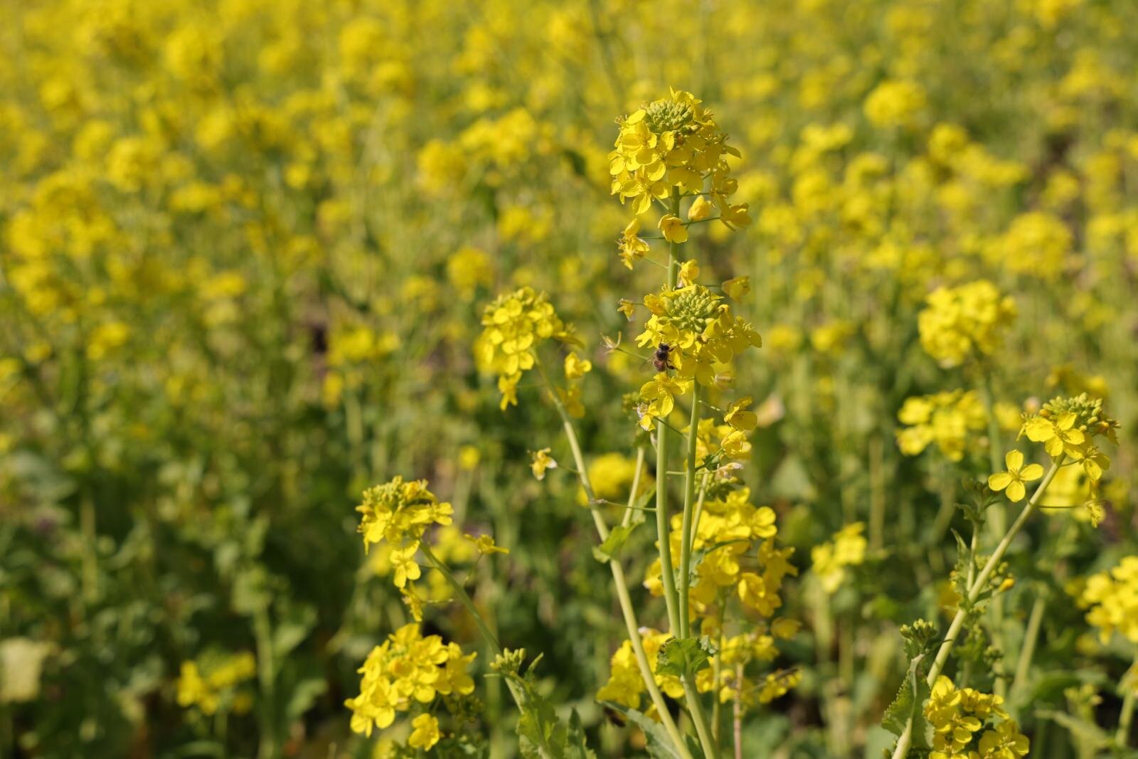 千葉・マザー牧場の“菜の花”約350万本が開花、黄色いじゅうたん広がる大斜面や菜の花クリームソーダ｜写真6
