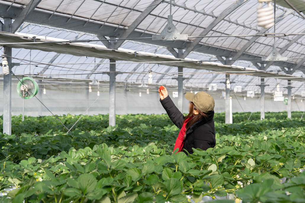 「いちご狩り農園 上杉農園」　よつぼしの画像