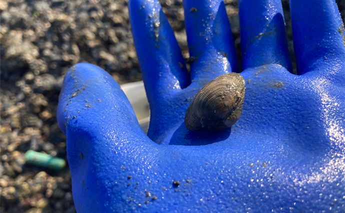 冬の潮干狩りで4cm級含みアサリ20個を好捕【愛知・新舞子海岸】 穴を探すことがコツ？