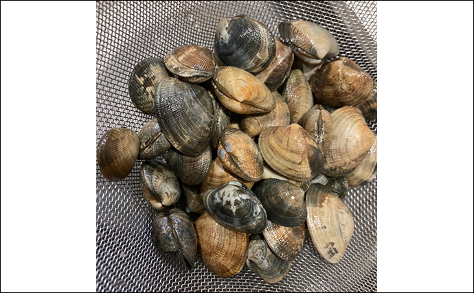 冬の潮干狩りで4cm級含みアサリ20個を好捕【愛知・新舞子海岸】 穴を探すことがコツ？