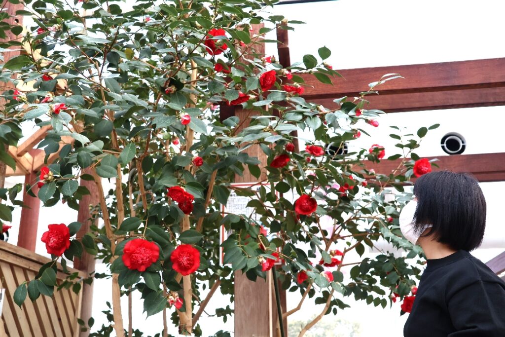 るるパークでツバキが見頃、14日からイベント　赤やピンクに黄色の品種、屋内で順次開花 - 大分のニュースなら 大分合同新聞プレミアムオンライン Gate