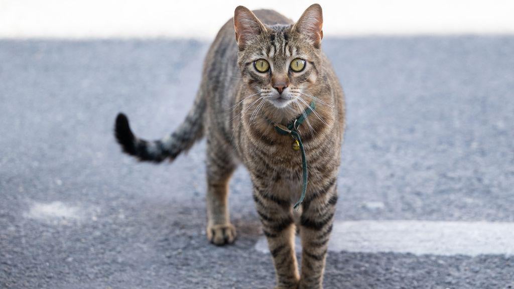 女性（19）、猫とハリネズミの切断、虐待、殺害の罪でTBSの懲役刑を受ける