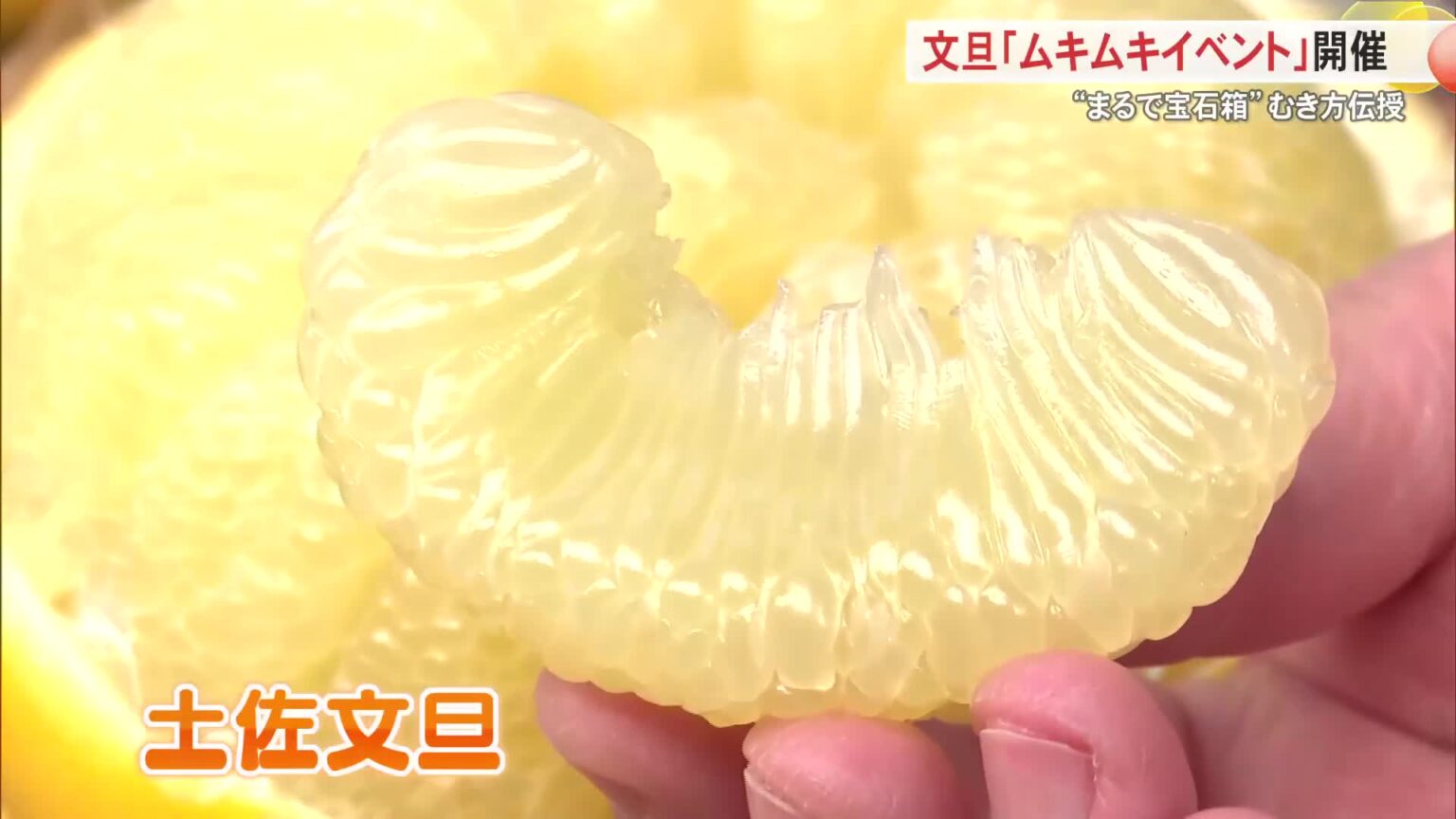 まるで宝石箱！高知の冬の味覚・文旦の“ムキムキイベント”開催 « 高知のニュース - 高知さんさんテレビ