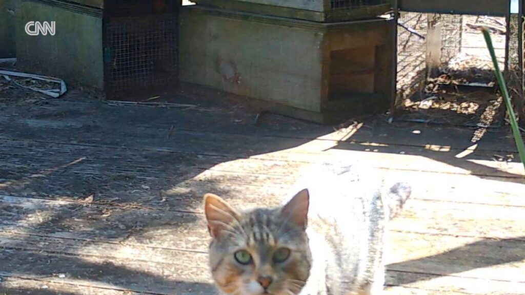 ニュージーランド、2050年までにノネコ根絶へ 250万～800万頭の駆除目指す