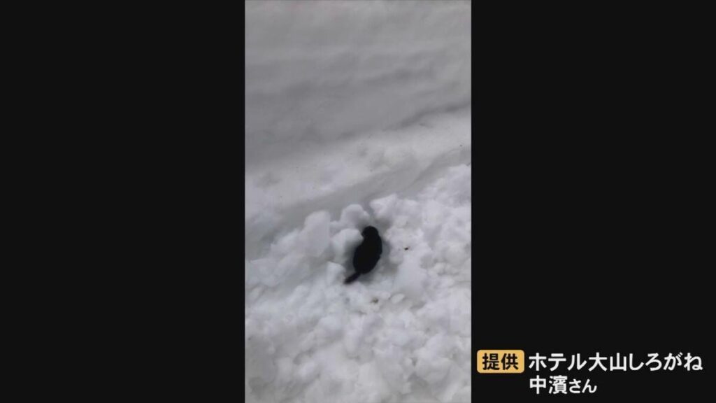 大雪が積もった道路で「モグラ」発見…困惑した様子でウロウロ 積雪量に戸惑い、地面はどこ？と帰路を探しているよう 地面と間違えたのか…モグラは靴にすごいすり寄ってきた 鳥取県大山町
