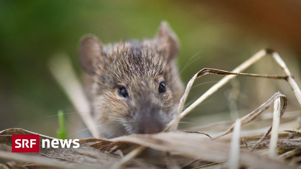 スイスの一部のコミュニティでは、ネズミ捕りが今でもネズミの尻尾を渡すごとに少額の報酬を受け取っている。この伝統は古いが、今も多くの場所で生きている。