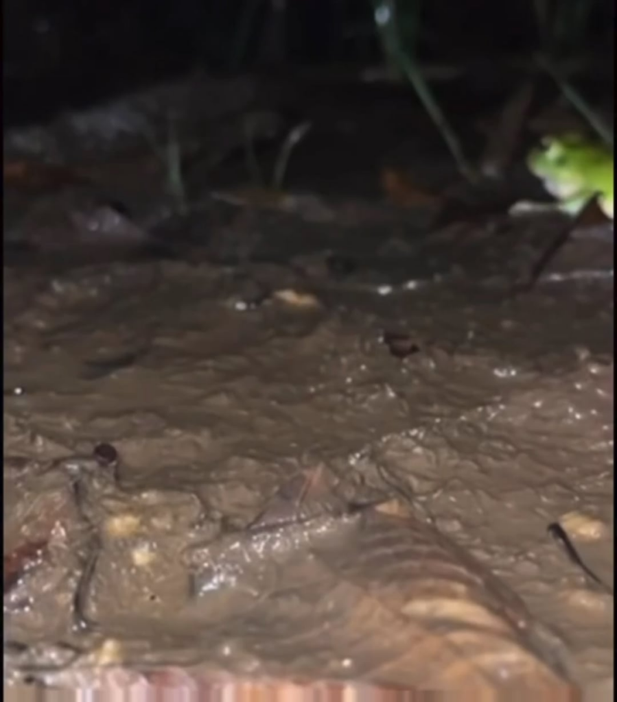 ビターバルを丸ごと口に入れると