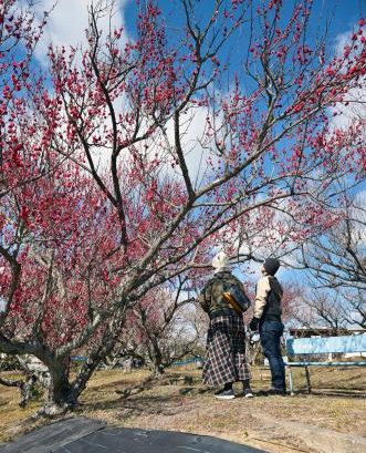 和歌山の「南部梅林」が見頃　日本最大級・梅の産地