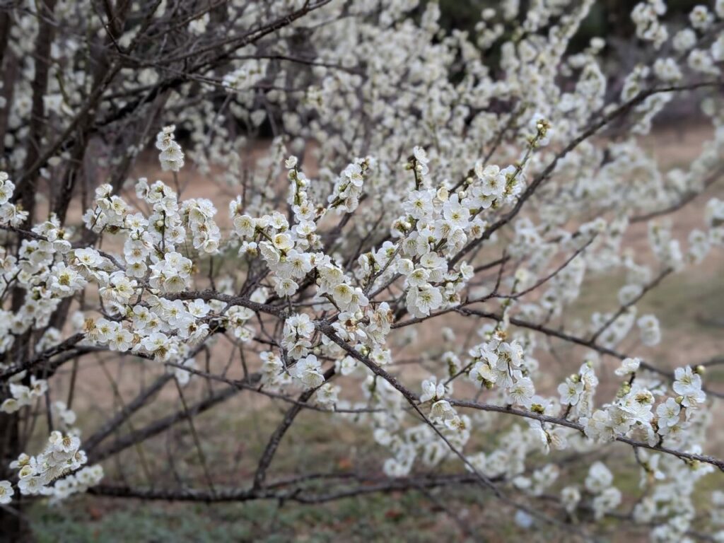 綱敷天満神社で、春の彩りをひと足先に楽しめる梅の花が少しずつ見頃に！【2月15日撮影】 – みとん今治