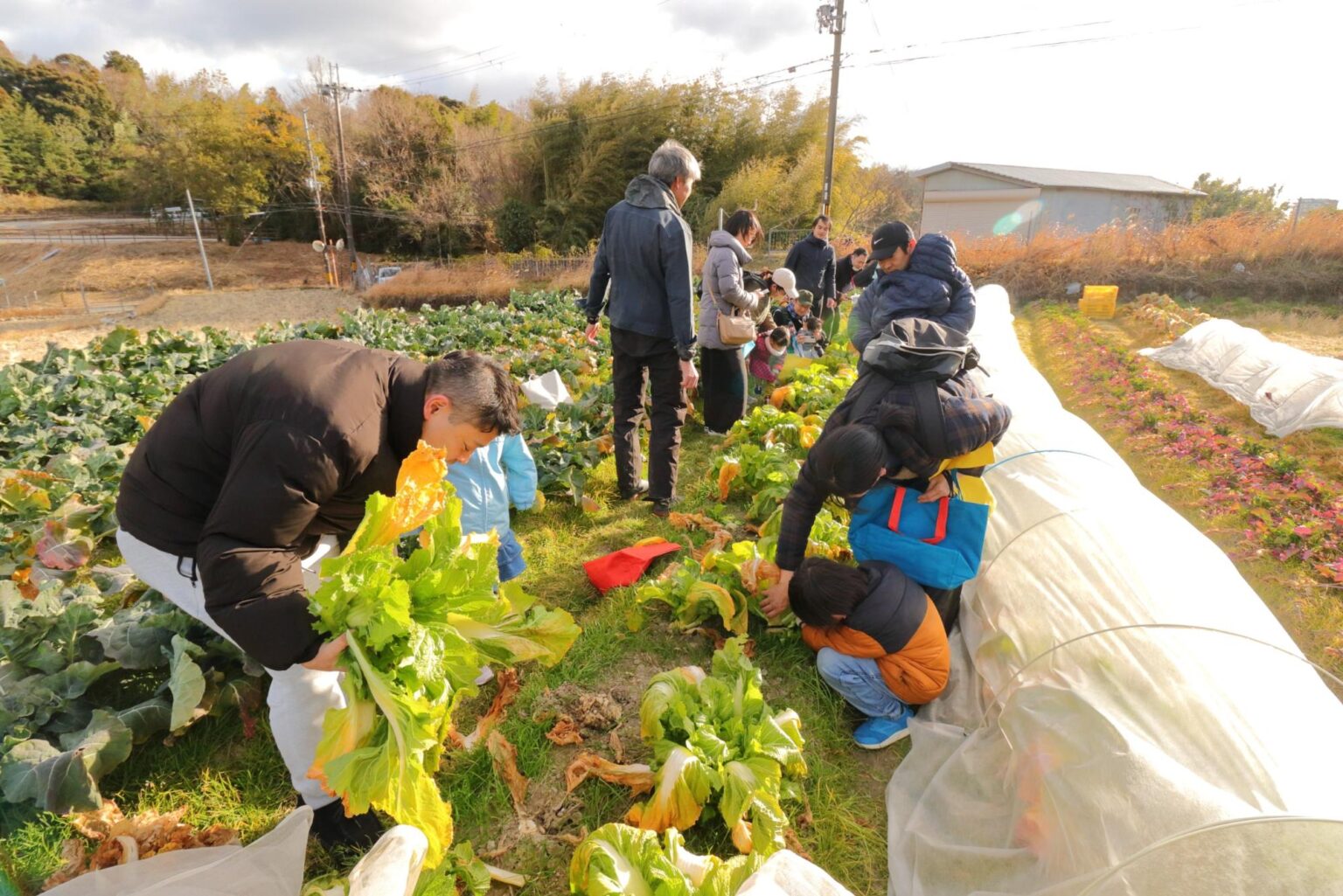 （イメージ）春を告げる新野菜「祝蕾」収穫体験ツアー