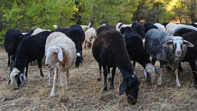 フェタチーズとギリシャ経済を脅かす疫病