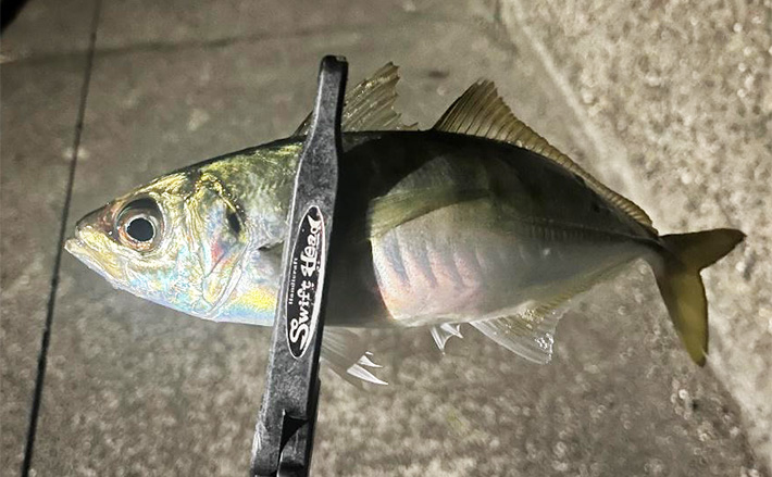 紀北エリアのアジング釣行で良型アジ好捕【和歌山】フロートとジグ単リグで攻略 – エキサイトニュース 紀北エリアのアジング釣行で良型アジ好捕【和歌山】フロートとジグ単リグで攻略 - エキサイトニュース