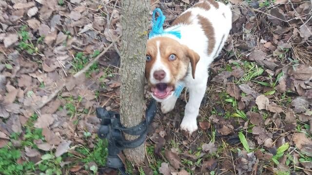 カルディツァで生後3か月の子犬を性的虐待 - 犯人のベルトのDNAを探している