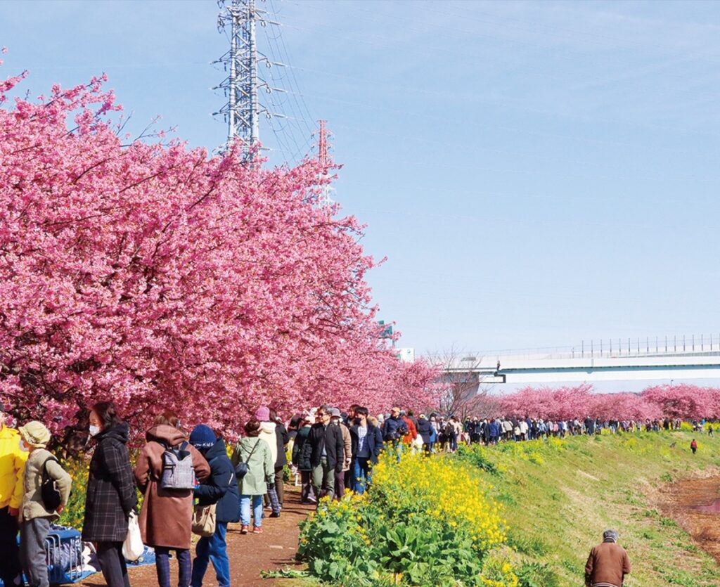 第17回小出川桜まつり 3月8日までの土日祝日 | 茅ヶ崎・寒川 | タウンニュース 第17回小出川桜まつり 3月8日までの土日祝日 | 茅ヶ崎・寒川 | タウンニュース