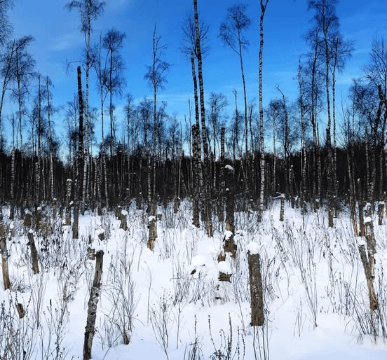 エストニアに対して何か固定観念や連想するものはありますか？たとえば、私の見解では、ラトビア人はすべての語尾に「s」を付けます（これは事実です）。一般的にはとてもフレンドリーな人々です。そして、琥珀色、そして旗には載っていませんが、色は黄色です。そしてハチミツ（あなたの言葉はハチミツのように聞こえます）。