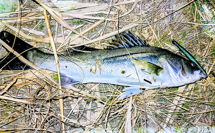 待望のバチ抜けがスタートも釣れない謎【千葉・養老川】時合いも短時間で終了 | TSURINEWS 待望のバチ抜けがスタートも釣れない謎【千葉・養老川】時合いも短時間で終了