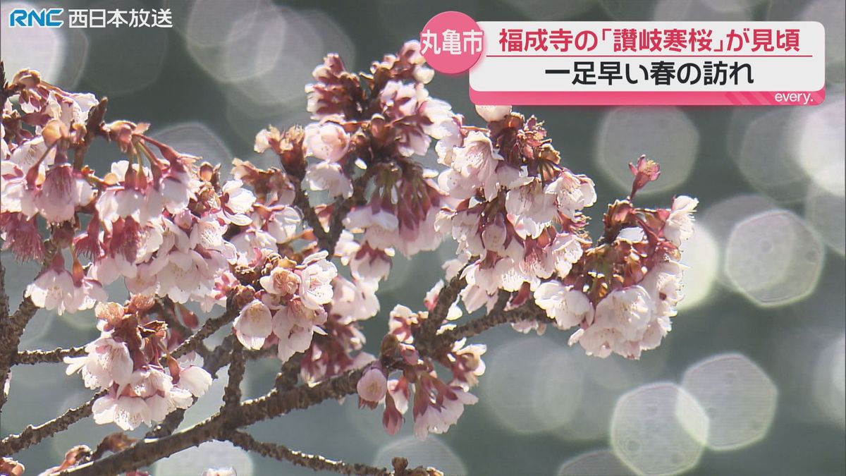 早咲きのサクラ「讃岐寒桜」見頃　丸亀市綾歌町