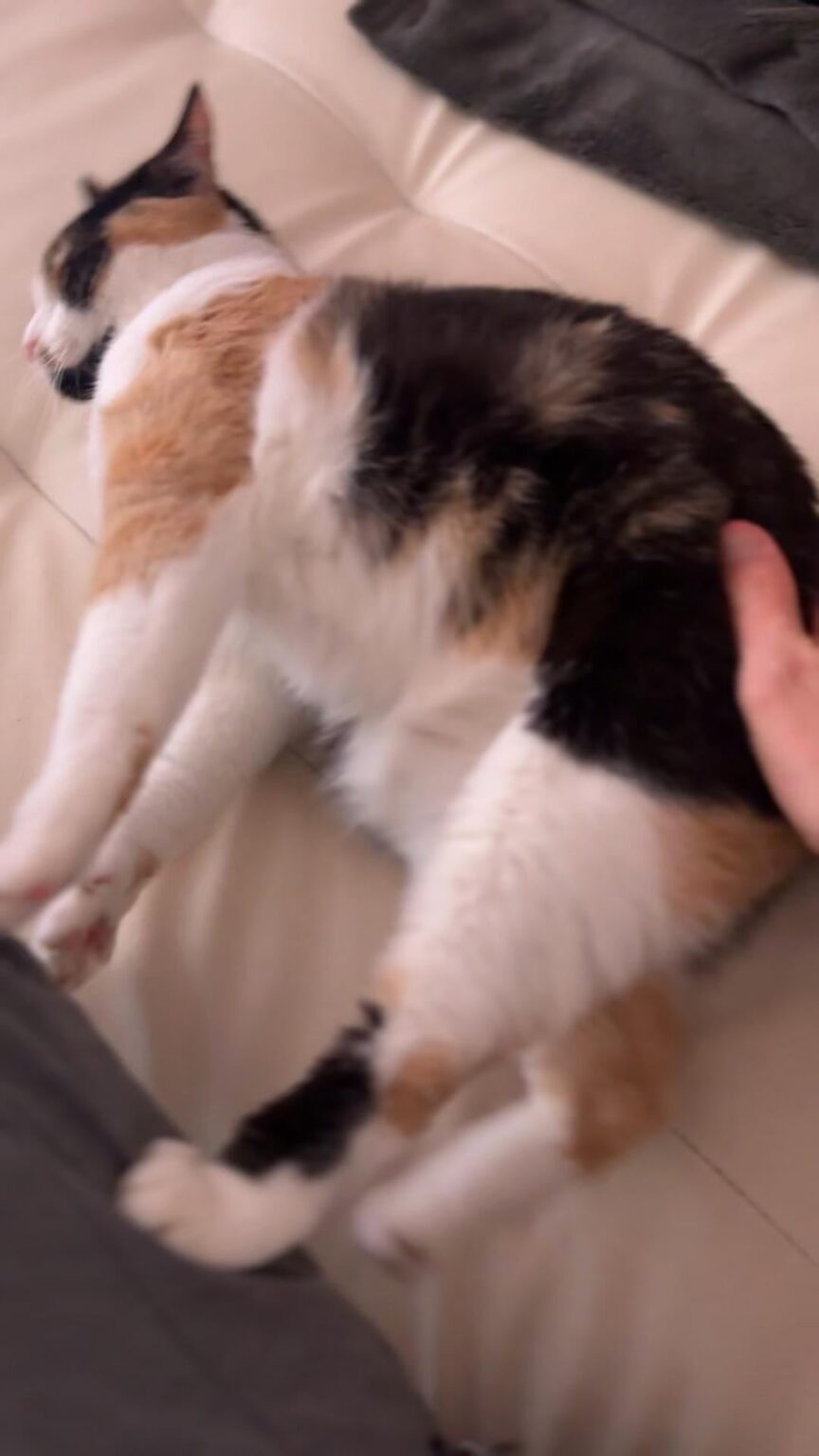 キャットボット