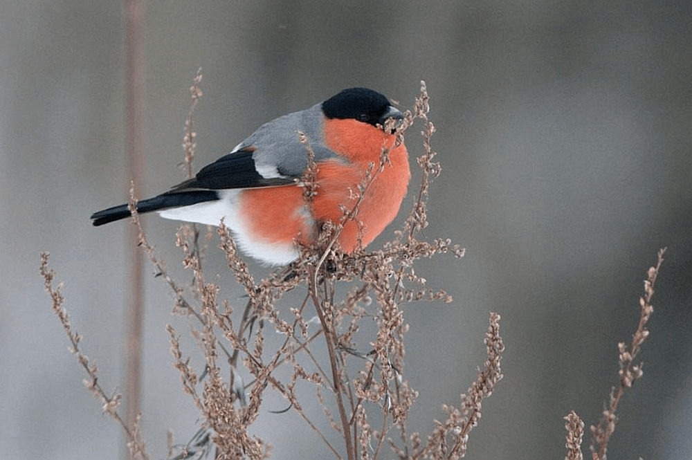 ランプは考えた。もしかしたら私の記憶違いかも知れません。私が小さかった頃は、毎年冬になると小さな子どもたちを見ていたと思います。窓の外でシジュウカラがつついています。最後にラジオを見たのがいつだったか思い出せません。ずっと前のこと。最後にスカートを見たのはいつですか?それはなぜでしょうか? また、ファンが減っているのは *本当に* なのでしょうか?