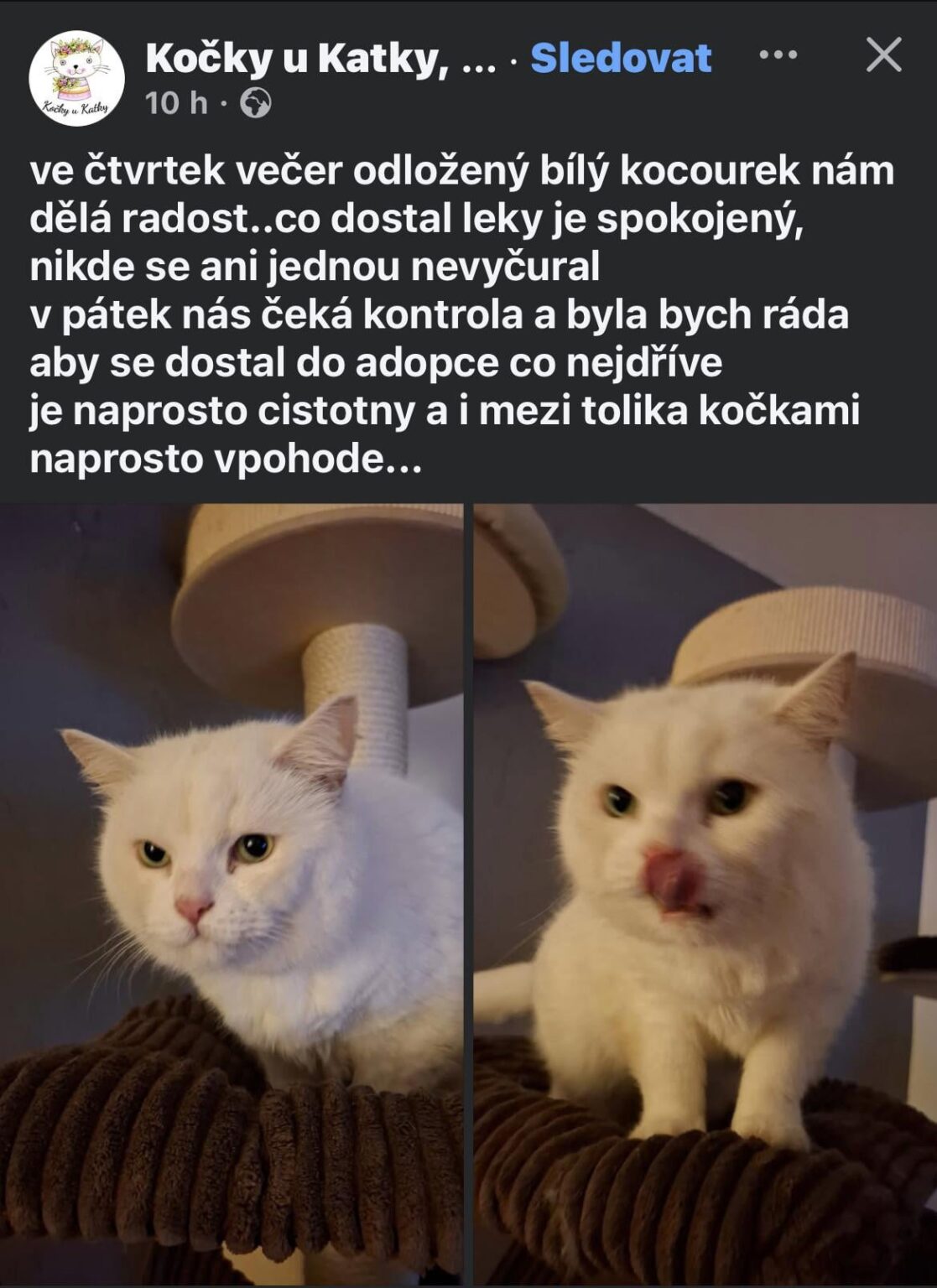 「延期」耳の聞こえない猫…