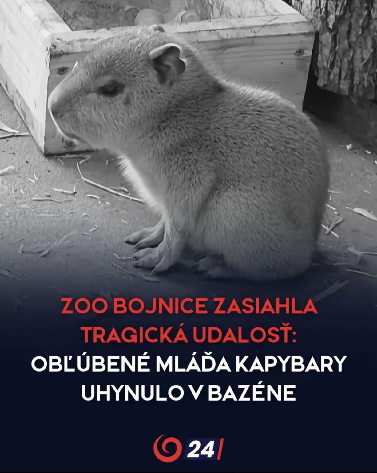 今日の悲しいニュース