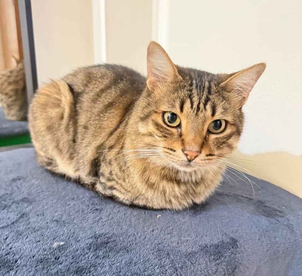 迷子猫 - アクロポリス地区、ニコシア