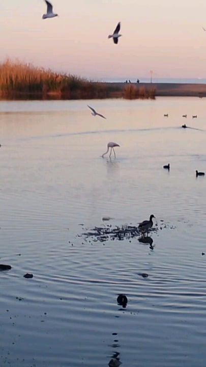 ラグーンで迷ったフラミンゴ、ベラ プラヤ