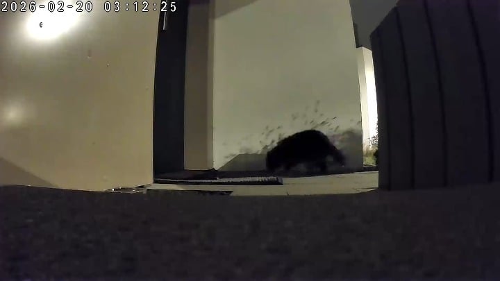 住宅地にアライグマ？