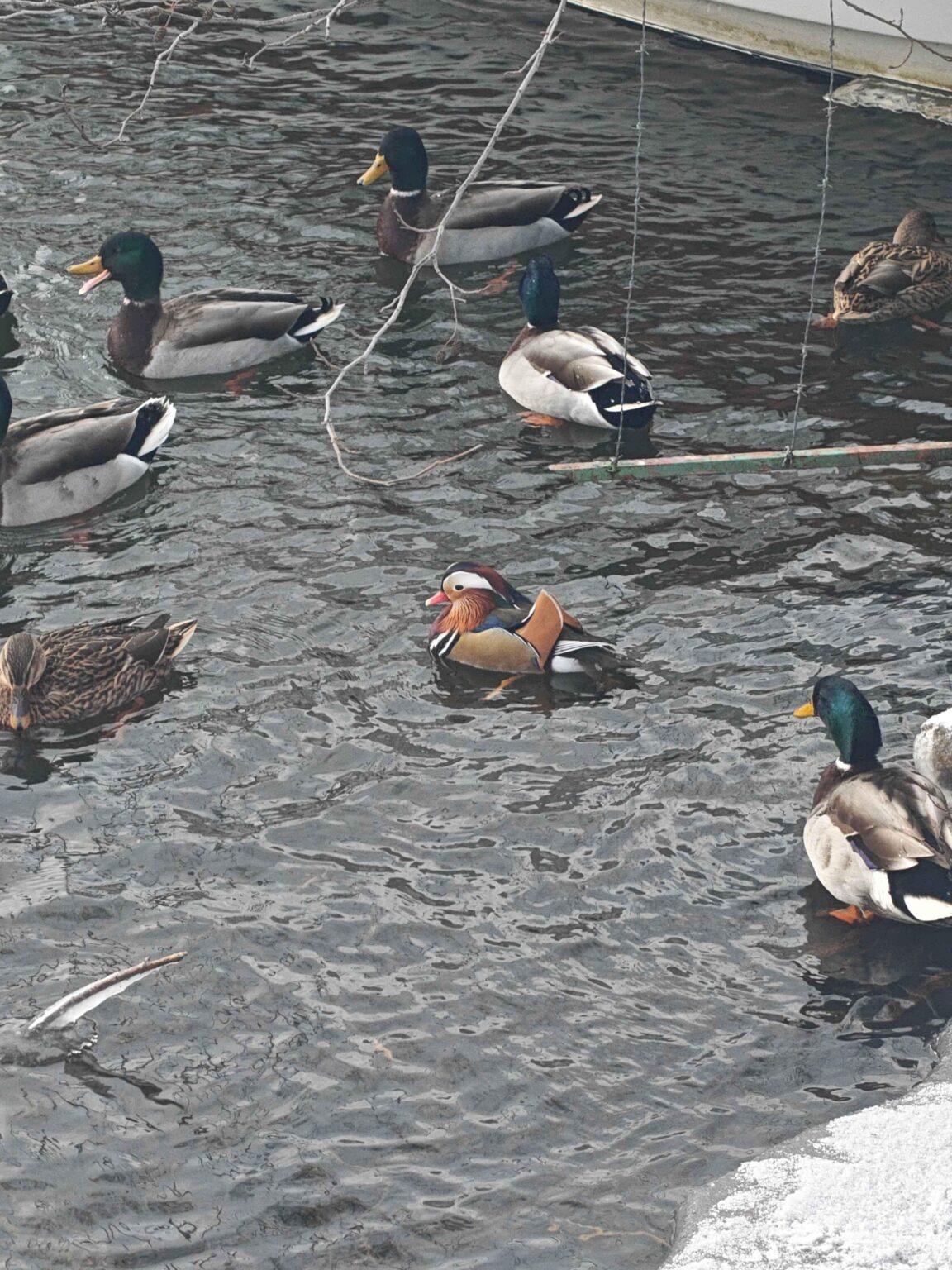 散歩中に奇妙なマガモを見ました、なぜそんなに派手なのですか？