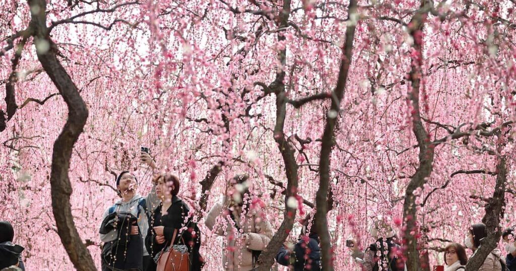 「迫力の世界観に圧倒」京都・城南宮でしだれ梅150本が見頃 昨年より2週間早く開花