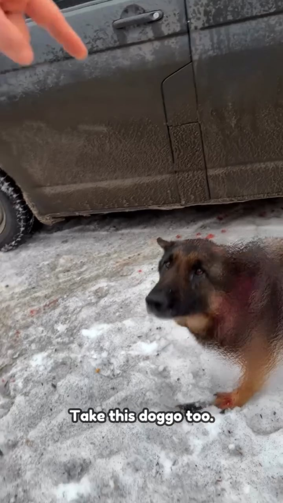 ヘルソン市で動物を避難させるボランティア