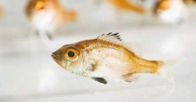 高級魚「ノドグロ」の完全養殖に成功 近畿大が発表 世界初の成果 - ITmedia