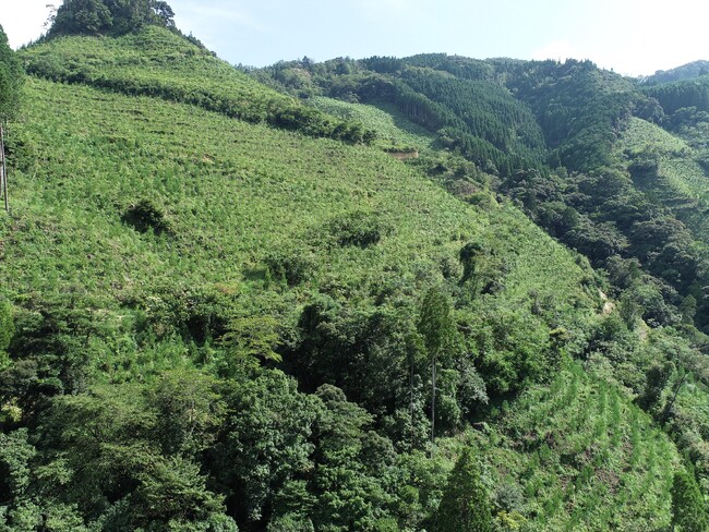 【宮崎県延岡市】森林整備から生まれたJ-クレジットを全国一般販売開始 | 鹿児島・九州プレスリリース | 生活情報 | くらし 【宮崎県延岡市】森林整備から生まれたJ-クレジットを全国一般販売開始 | 鹿児島・九州プレスリリース | 生活情報 | くらし