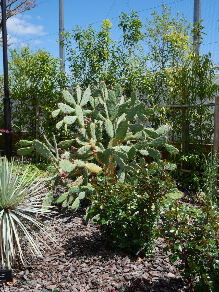 ドライガーデン(たて)