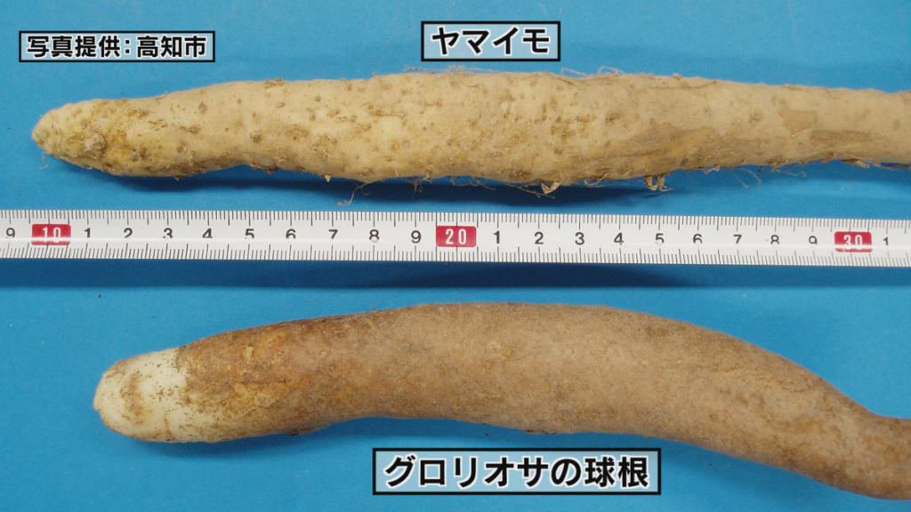 高知市の90代女性がヤマイモと間違ってグロリオサの球根を食べ食中毒に 見分けにくい植物に注意【高知】(2026年2月1日掲載)|RKC NEWS NNN 共有