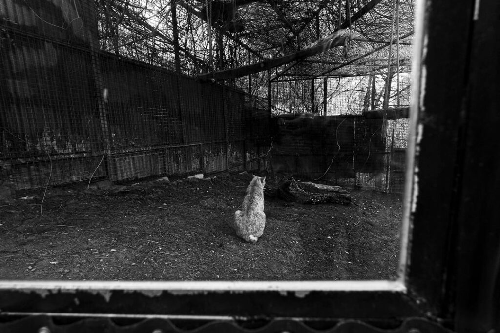 スペイン各地の動物福祉基準に関する写真プロジェクト。