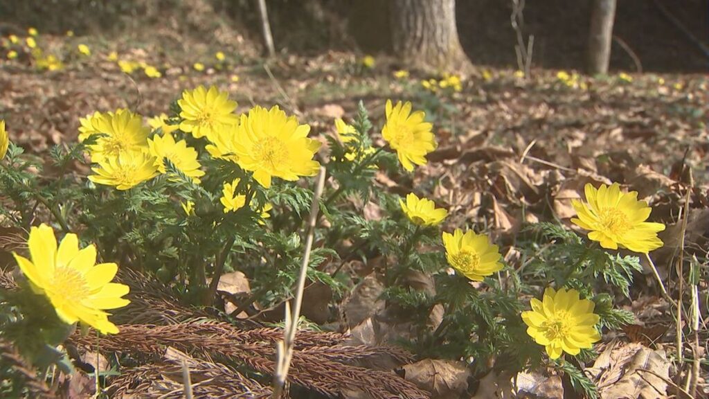 “幸福や長寿を呼ぶ”縁起のいい花「福寿草」竹田市で見ごろ 例年より花びらが大きく色鮮やか 大分(2026年2月24日掲載)|TOS NEWS NNN 共有