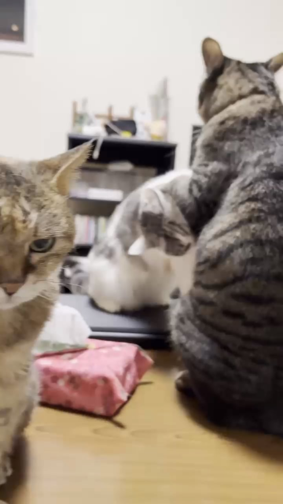 半年前の実家のにゃーんちゃんたち