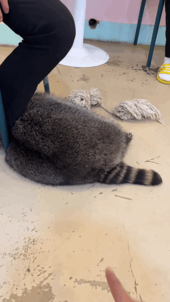 これでもタヌキチを許せないの？