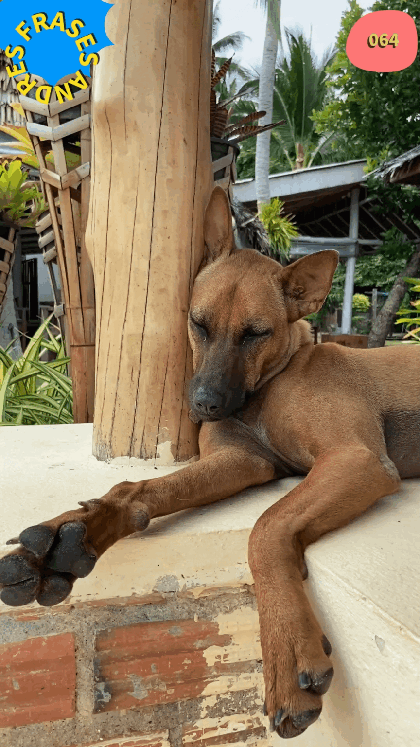 犬は走った後にいつ休むべきかを知っています。