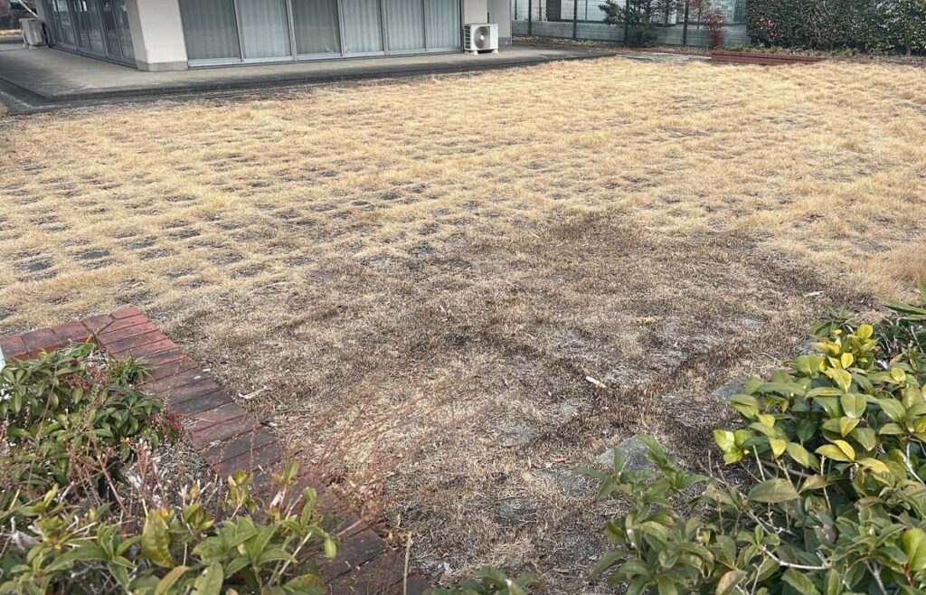 地面を元気にしよとすると捕まる。