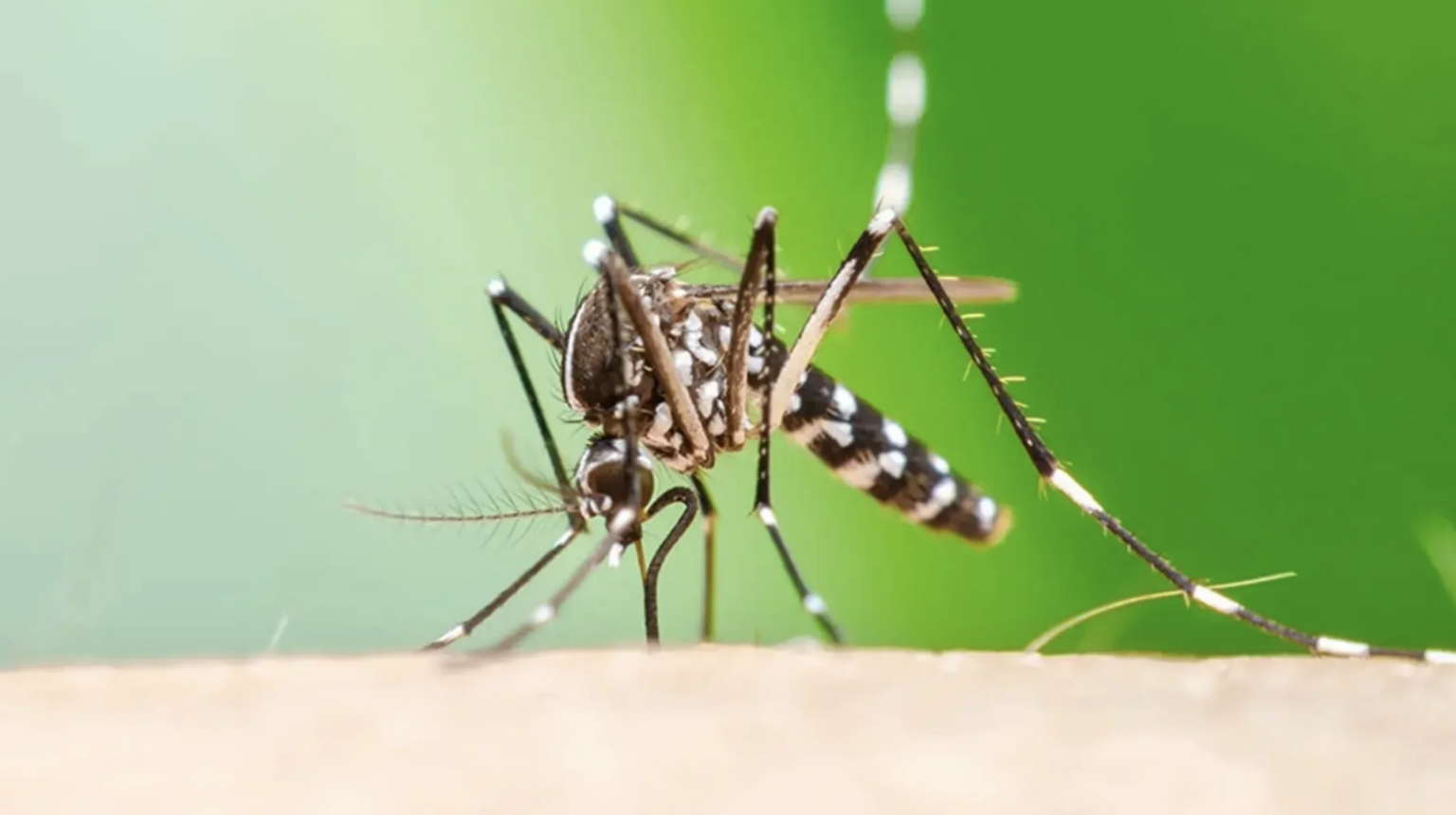 チクングニア熱リスクとして知られる病気は、気候の温暖化に伴いヨーロッパ全土で拡大していると研究が警告しています - - Gamereactor