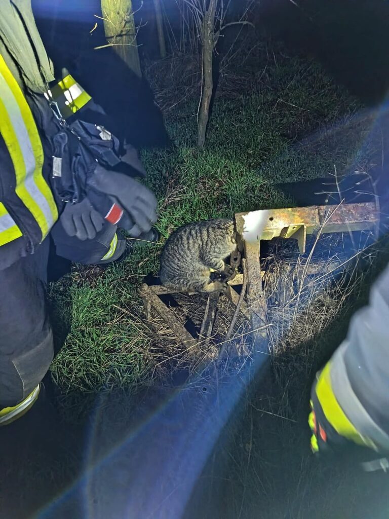 すべての命は大切：チェンジャーの消防士が遭難した猫を助けた