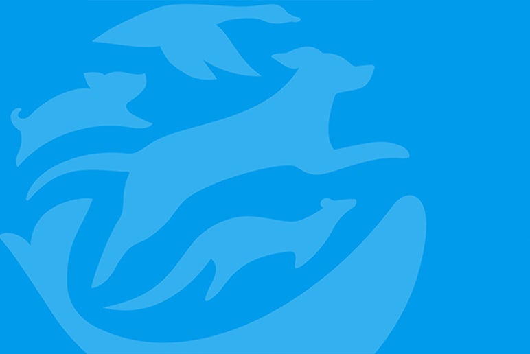 欧州連合では化粧品に新たな動物実験のデータを使用することは禁止されているが、 それを弱めようとする業界の動きが裁判所の判決により阻止された― | Humane World for Animals 欧州連合では化粧品に新たな動物実験のデータを使用することは禁止されているが、 それを弱めようとする業界の動きが裁判所の判決により阻止された― | Humane World for Animals