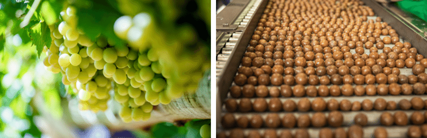 日本向け輸入が1.4倍に拡大!Horticulture Innovation Australia「日豪園芸交流プログラム ガラディナー・シェアテーブル2026」 | TRILL【トリル】 日本向け輸入が1.4倍に拡大!Horticulture Innovation Australia「日豪園芸交流プログラム ガラディナー・シェアテーブル2026」 | TRILL【トリル】