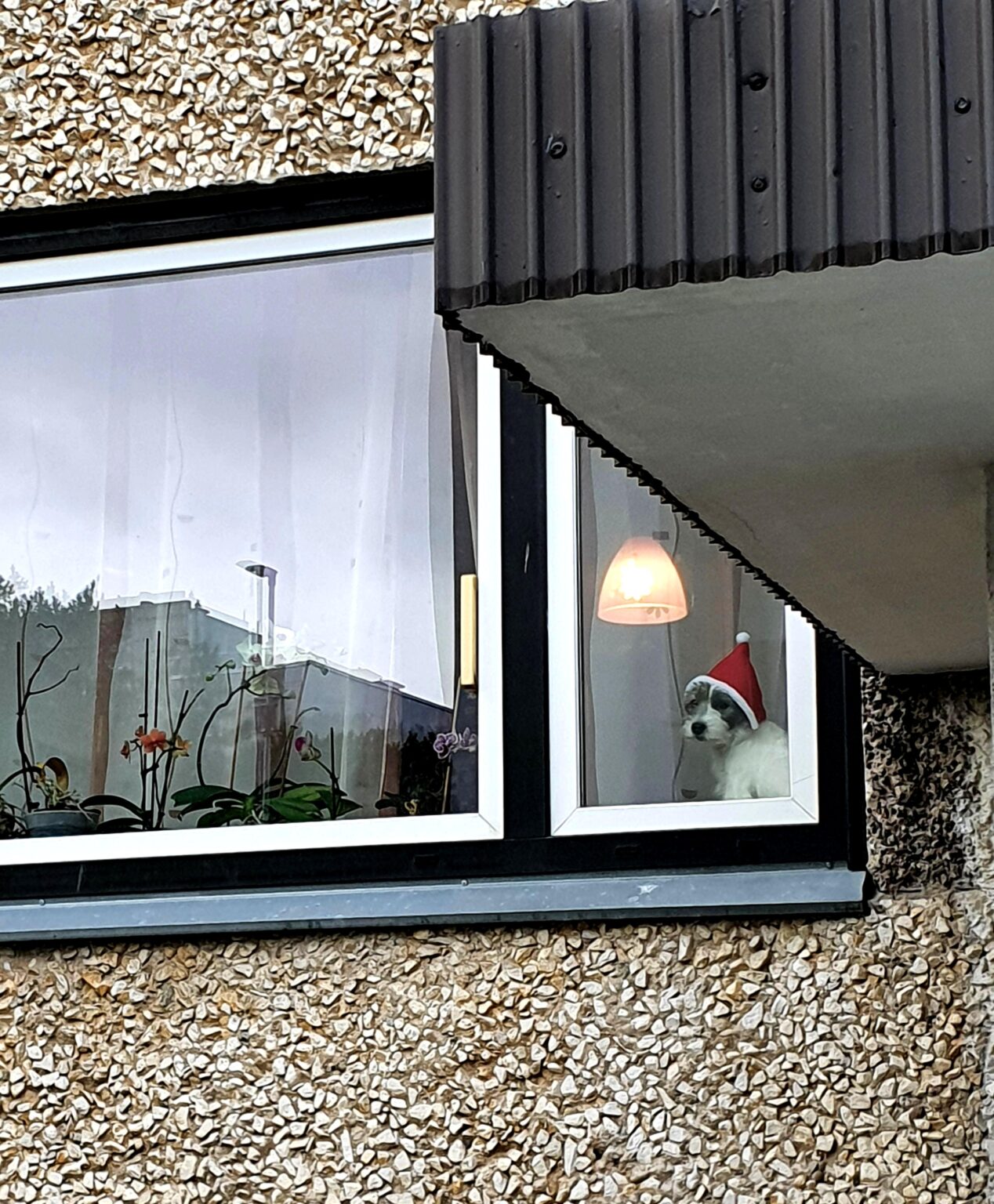 こんにちはクリスマス