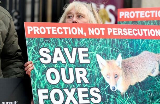 世論調査で地方住民の大多数がキツネ狩りの禁止を望んでいる デイル氏の投票が国民の意見と乖離していることが示唆