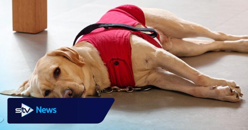 盲導犬の迎えを拒否したタクシー運転手と飼い主が免許停止